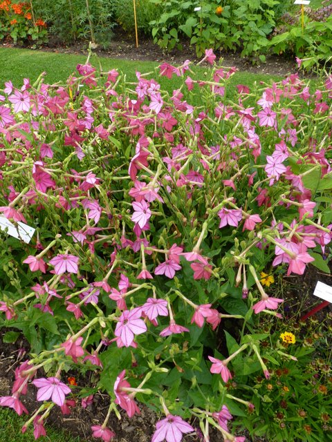 Nicotiana x sanderae 'Perfume rose vif'